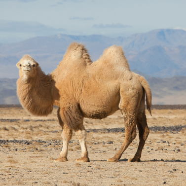 Bactrian Camel